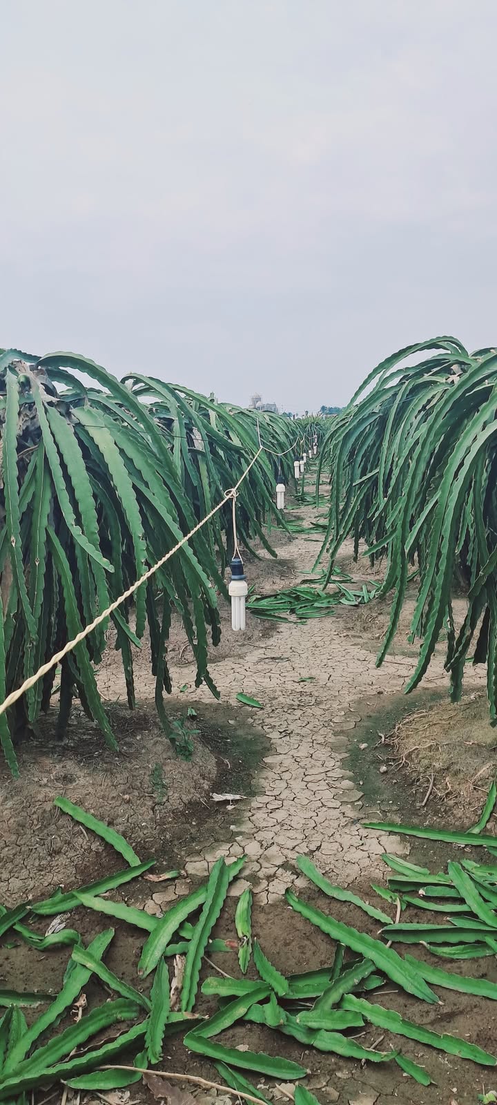 Đất nền 3072m² tại xã Tân Thuận Bình, huyện Chợ Gạo chỉ 829 triệu - Tiềm năng phát triển lớn!