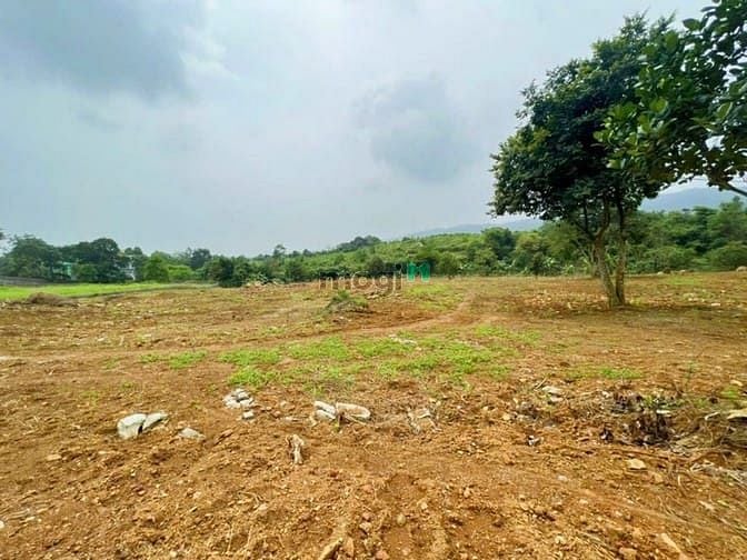 Đất Yên Bài 7.300m² giá 5.9 tỷ - Cơ hội đầu tư hấp dẫn!