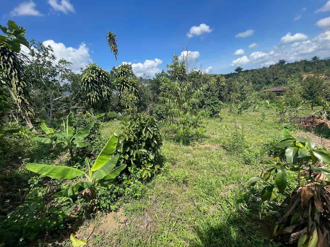 Đất nền nghỉ dưỡng Lộc Nam, Bảo Lộc 150m² giá 550 triệu - Đầu tư tiềm năng sinh lời!