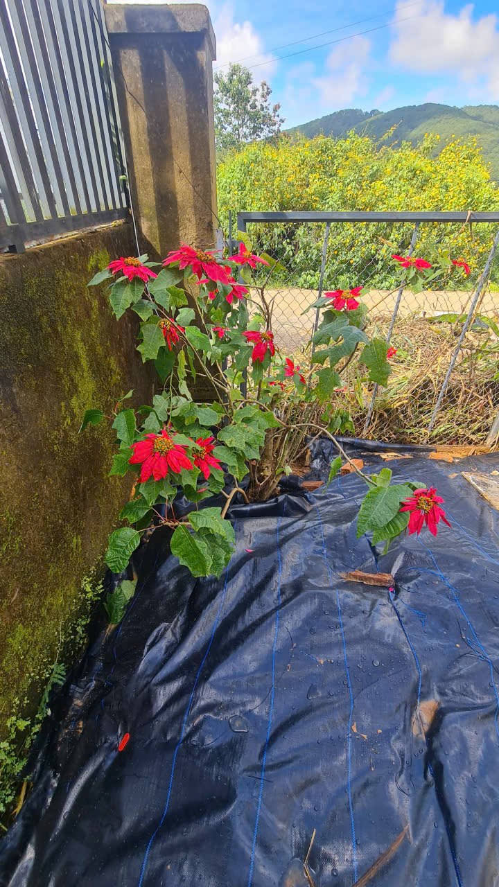 Nhà cho thuê 300m² tại Đà Lạt - Giá chỉ 13 triệu, lý tưởng nghỉ dưỡng!