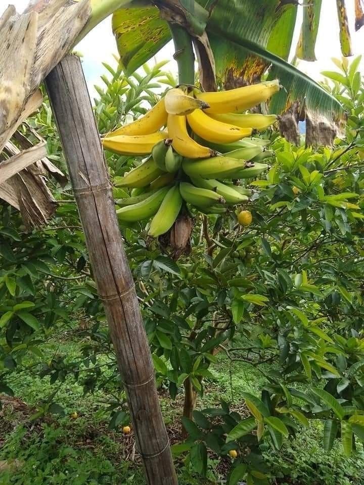 Lô đất thổ cư Long Thành 265m² giá 750 triệu - Cơ hội đầu tư tuyệt vời!