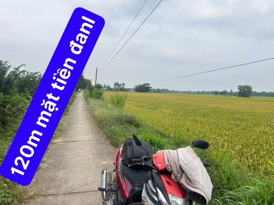 Đất ruộng 6000m² xã Hiệp Hòa, Cầu Ngang giá 1.2 tỷ - Cơ hội đầu tư hấp dẫn!