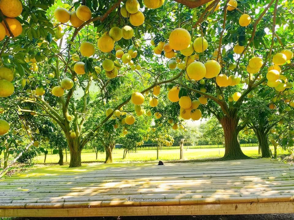 Đất nền Lan Mẫu Lục Nam 300m² giá 1.4 tỷ - Mặt tiền rộng gần 30m!