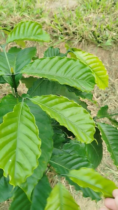 Lô rẫy Đắk Lắk 1,2ha giá 1 tỷ - Đầu tư sinh lời với cây trồng mới!