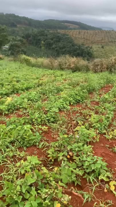 Đất nền Tuy Đức 7000m² giá 500 triệu - Đầu tư sinh lời cao!