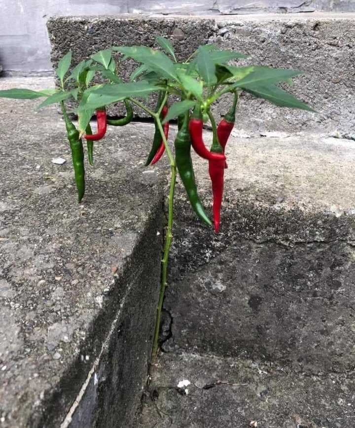 Đất nền Bến Cát 144m² giá 1.1 tỷ - Cơ hội đầu tư hấp dẫn!