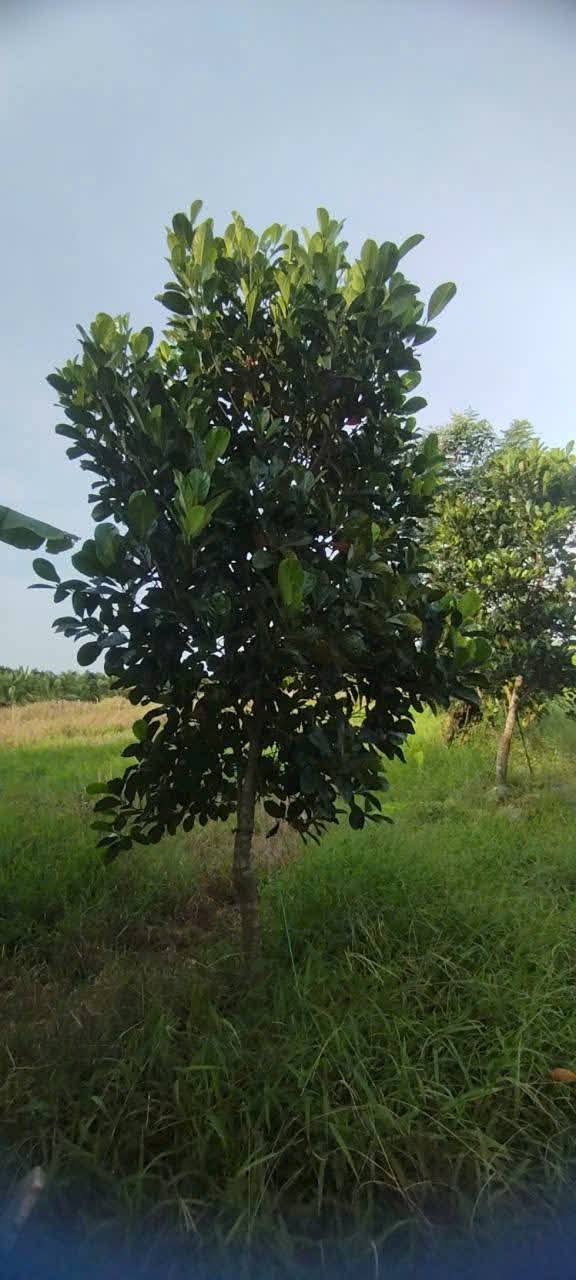 Đất Farm 4.000m² tại Phước Hậu, Vĩnh Long - Giá 80 triệu, cho thuê 3 triệu/năm