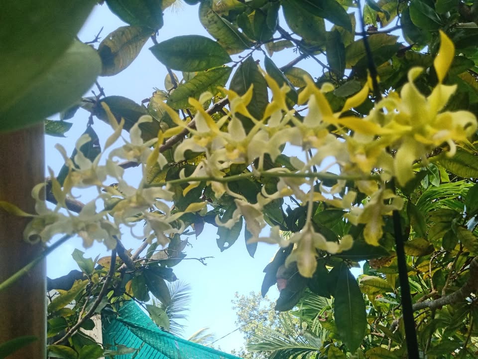 Đất nền Nhị Long, Càng Long 63m² giá 2 tỷ - Cơ hội đầu tư hiếm có!