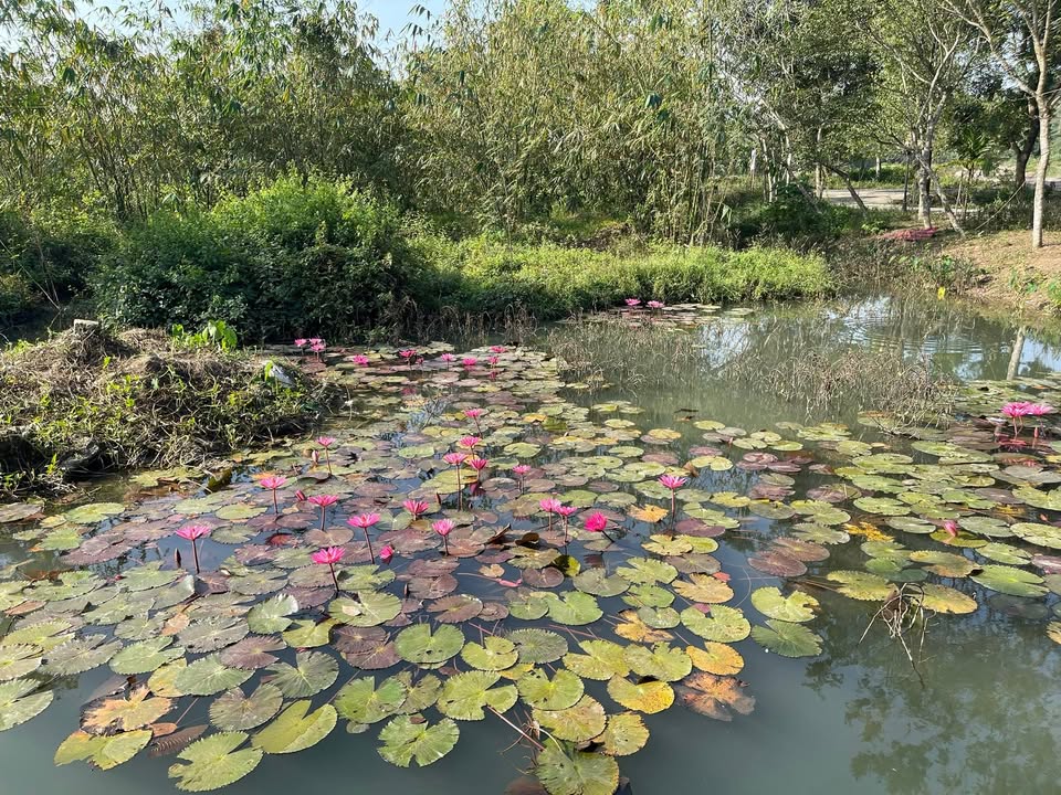 Đất thổ cư mặt đường 12b Thôn Nguyễn, Yên Sơn 100m² giá 2.4 tỷ - Đầu tư sinh lời ngay!