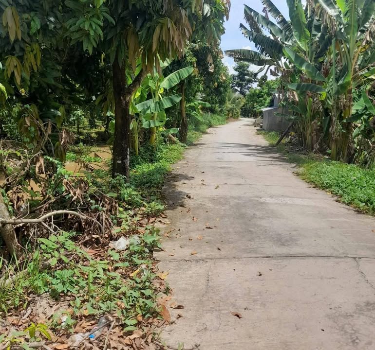 Vườn xoài phường Cao Lãnh 2600m² giá thỏa thuận - Tiềm năng phát triển lớn!