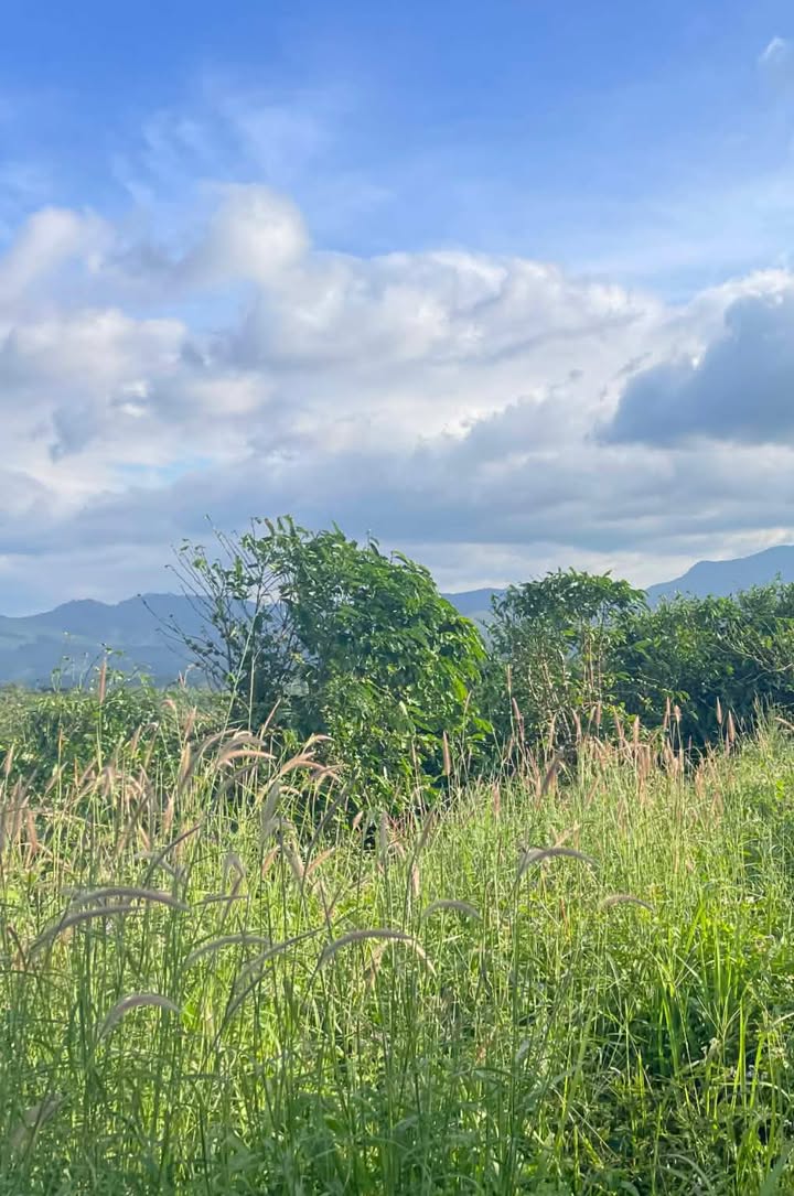 Đất Farm 1.5ha tại xã Lơ Pang, Gia Lai - Giá chỉ 600 triệu, đầu tư sinh lời!