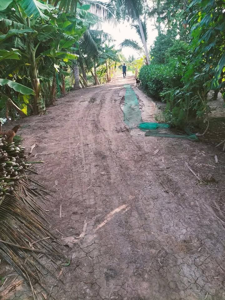 Đất Bến Chùa Phước Hưng Trà Vinh 9000m² giá 135 triệu - Pháp lý rõ ràng