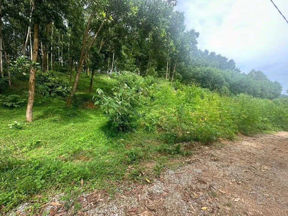 Đất thổ cư Tứ Hiệp Hạ Hòa 740m² giá 299 triệu - Sổ hồng chính chủ