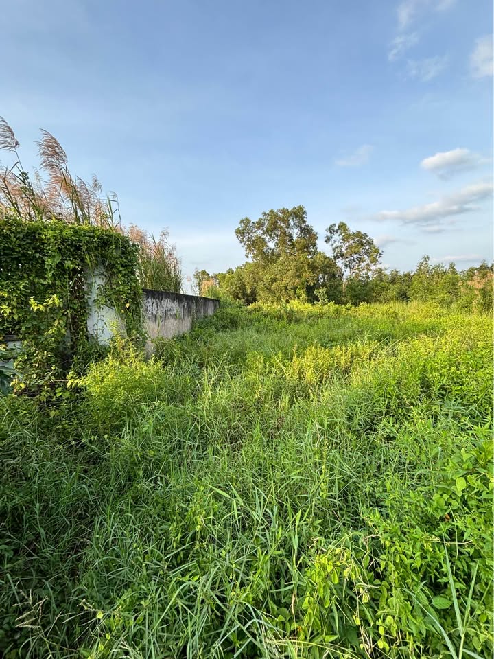 Đất nền 1950m² tại ấp 6, xã Tân Thành - Giá chỉ 4,1 tỷ, hướng Nam lý tưởng!