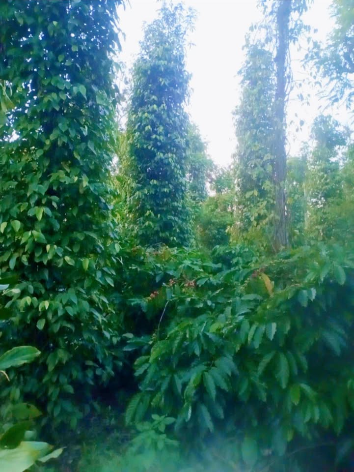 Đất nền 5.500m² tại xã Ea Ning, huyện Cư Kuin giá chỉ 1.65 tỷ - Cơ hội đầu tư hấp dẫn!