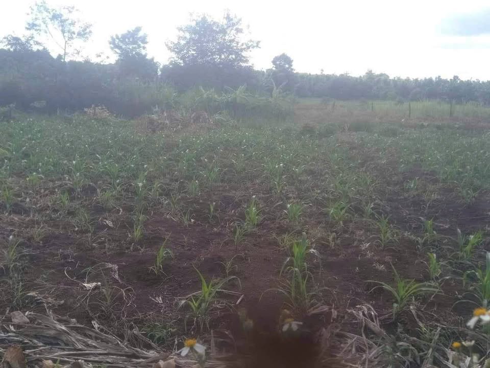 Đất thổ cư Ea Ning 540m² - Tiềm năng phát triển gần hồ