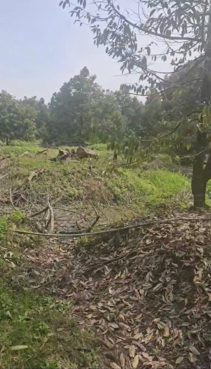 Đất nền Cẩm Sơn Cai Lậy 2000m² giá 1.16 tỷ - Cơ hội đầu tư hấp dẫn!