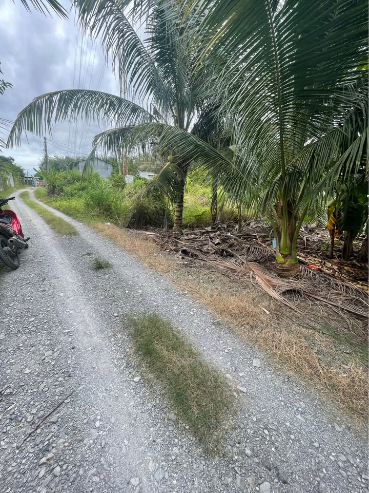 Đất thổ cư 100m² tại Phước Thạnh, Gò Dầu chỉ 665 triệu - Đầu tư sinh lời cao!