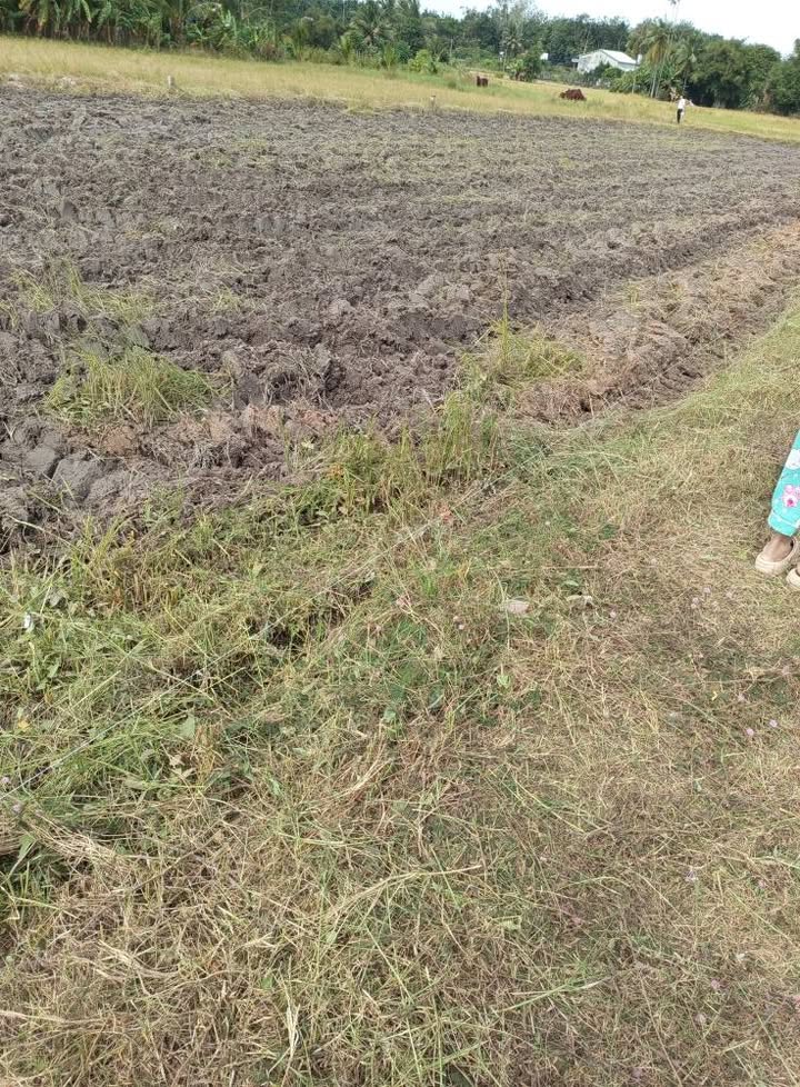 Đất thổ cư 115m² Sỏi Đỏ, Châu Thành, Tây Ninh - Giá 100 triệu, đầu tư sinh lời!