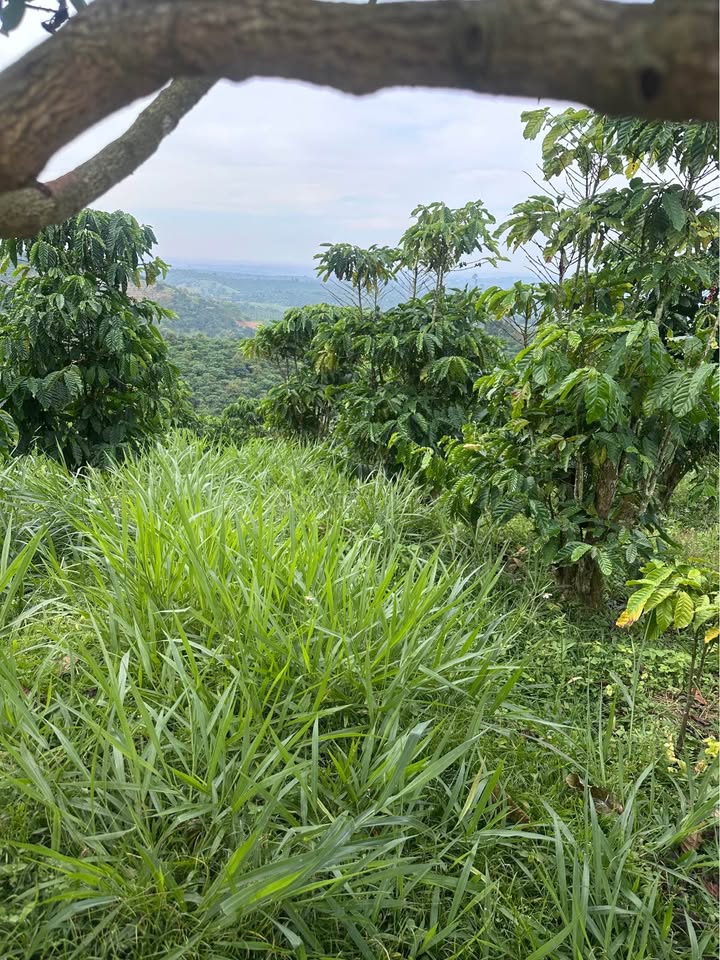 Đất nền xã Đinh Trang Hòa 18m² giá 700 triệu - Sổ đẹp, đường ô tô vào tận nơi!