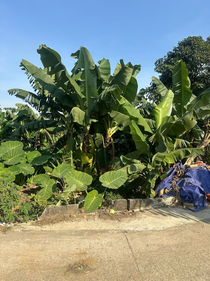 Đất thổ cư 197m² tại Thạch Thất, Hà Nội - Giá chỉ 1.97 tỷ - Cơ hội đầu tư tuyệt vời!