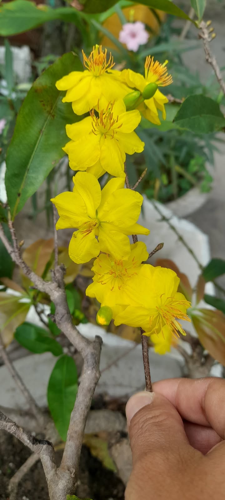 Đất thổ cư 100m² tại Khu GA Lê Duẩn Phan Thiết, giá 1.25 tỷ - Cơ hội đầu tư hấp dẫn!