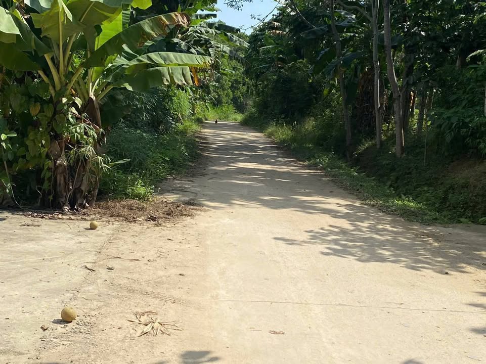 Đất nền trang trại tại Thôn Hoàng Pháp, Tuyên Quang 3.800m² - Cơ hội đầu tư sinh lời!