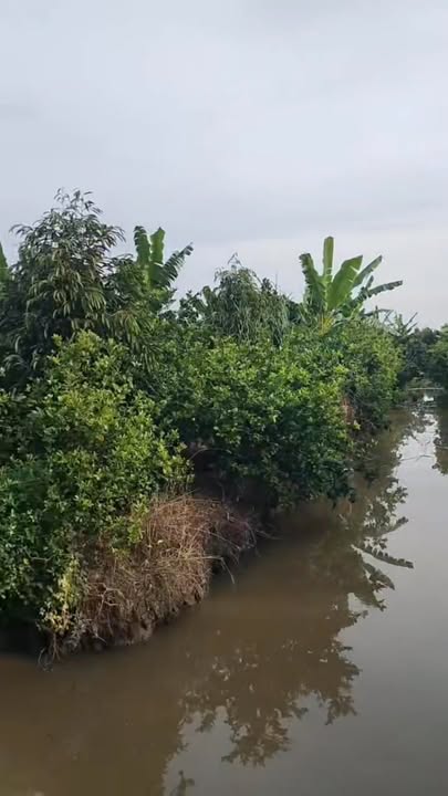 Đất vườn cho thuê tại xã Thanh Mỹ, 20.000m² chỉ 50 triệu - Thời hạn thuê 10-15 năm!