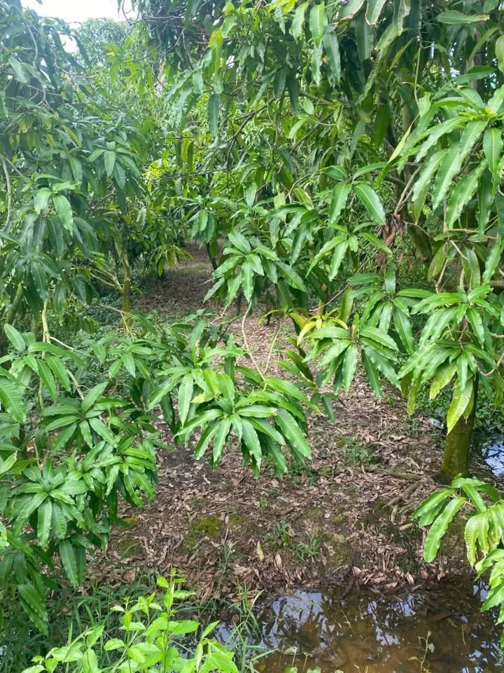 Đất vườn 5000m² xã Bình Hàng Tây, Đồng Tháp - Giá 1.75 tỷ, thương lượng ngay!