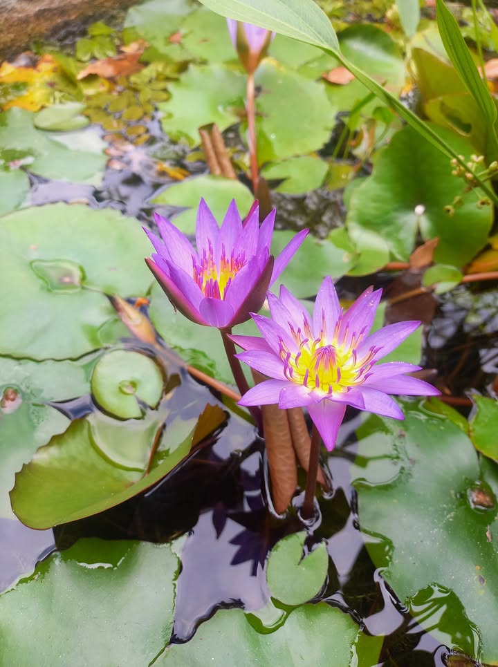 Nhà nguyên căn cho thuê khu phố Trường An, Tây Ninh - Hướng Đông Bắc, giá thỏa thuận!