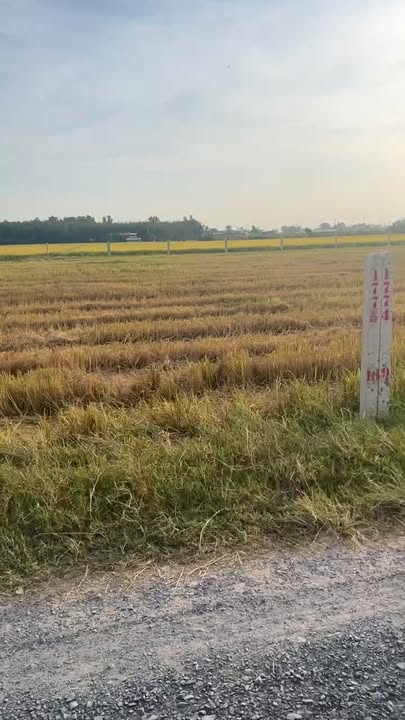 Đất thổ cư Bến Cầu Tây Ninh 230m² giá chỉ 295 triệu - Cơ hội đầu tư hấp dẫn!