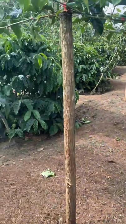 Đất Farm Hra, Gia Lai 2,3ha giá 1,5 tỷ - Đầu tư sinh lời ngay!