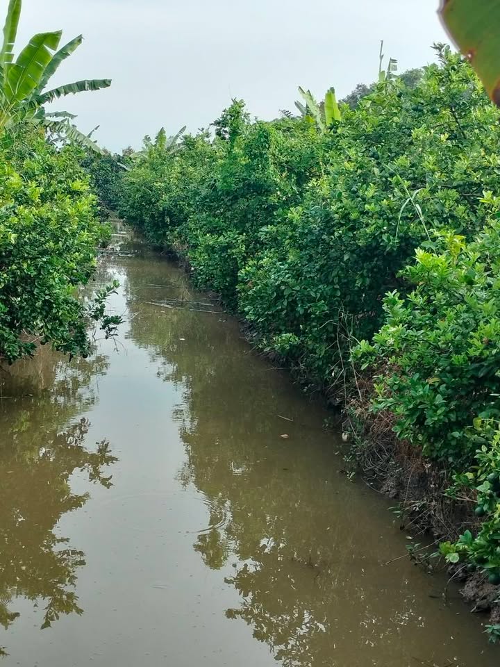 Cho thuê đất vườn 2ha tại xã Thanh Mỹ, Đồng Tháp - Đầu tư sinh lời từ chanh tơ