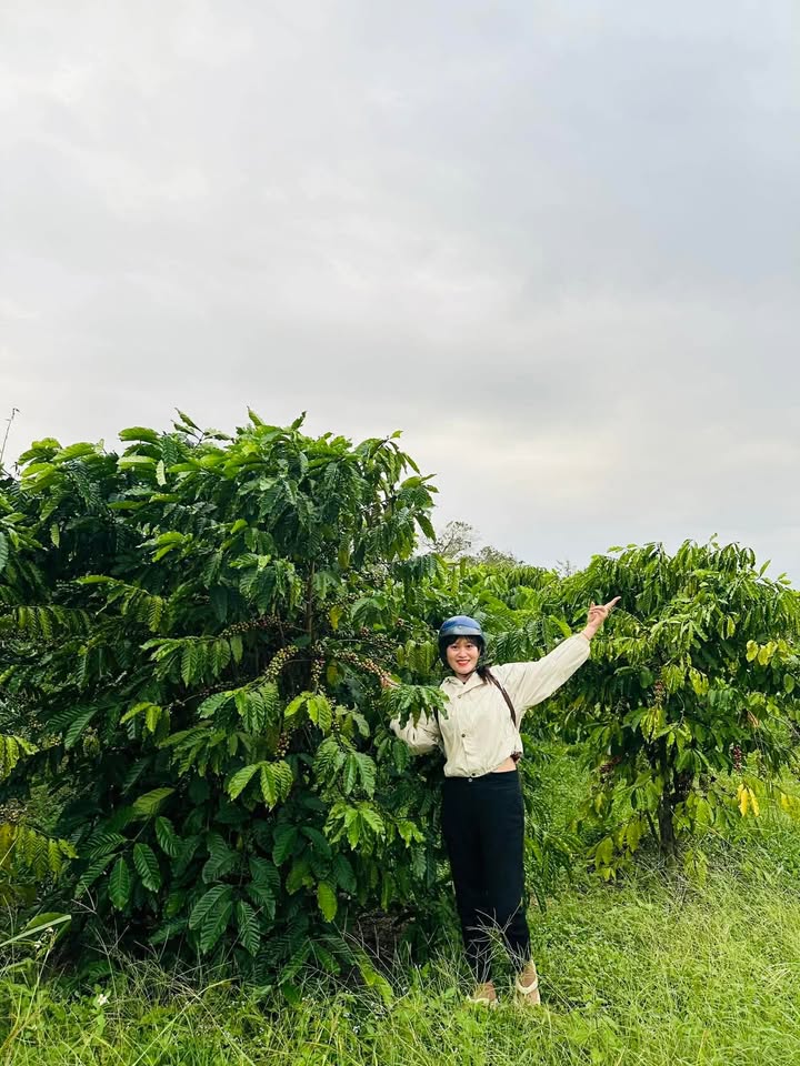 Farm 4 sào cà phê tại Ea Kmút, Ea Kar - Giá chỉ 1.3 tỷ!