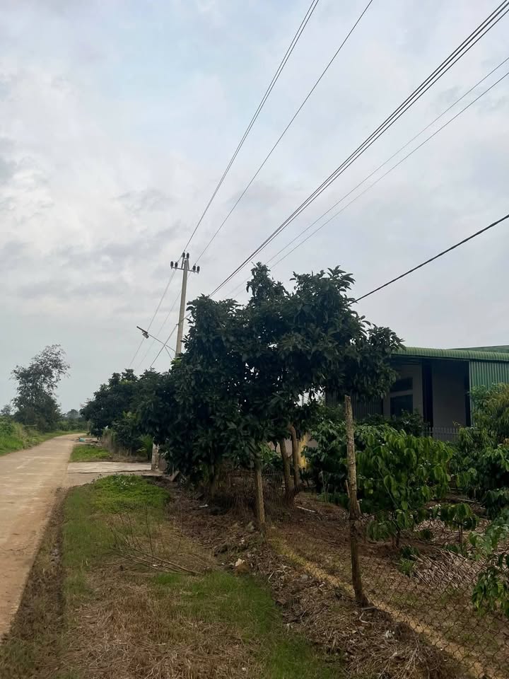 Đất thổ cư 1000m² thôn 2, xã Ea Kmút - Giá tốt chỉ 60 triệu VND!