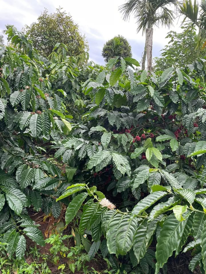 Đất nền Ea Siên 1200m² giá 1.2 tỷ - Vị trí đẹp, đường bê tông rộng rãi!