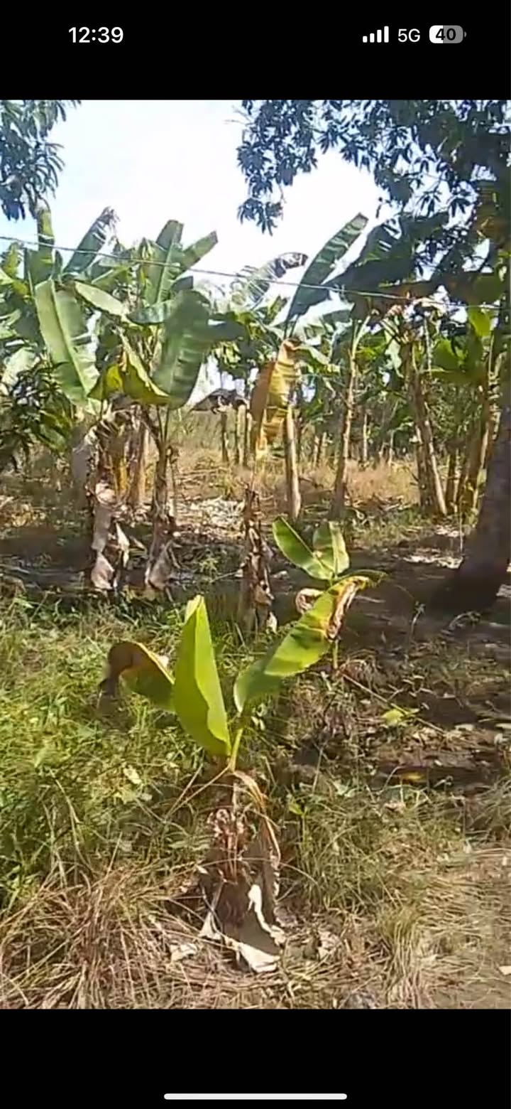 Đất nền Long Tuyền, Bình Thủy - 2000m² giá 3.4 tỷ - Cơ hội đầu tư hấp dẫn!