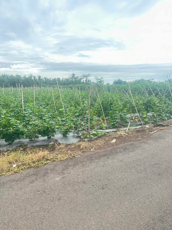 Đất nền Đá Bạc, Châu Đức, BRVT 1500m² giá 2 tỷ - Sổ hồng riêng, mặt tiền đường nhựa