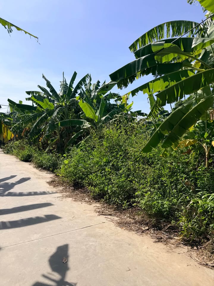 Đất nền Quang Trung Tứ Kỳ 100m² giá 1.2 tỷ - Vị trí đắc địa, đầu tư sinh lời!