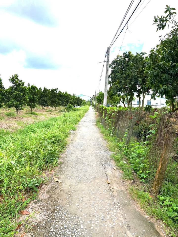 Đất vườn 3000m² An Thái Trung Cái Bè giá 1 tỷ - Đầu tư sinh lời ngay!