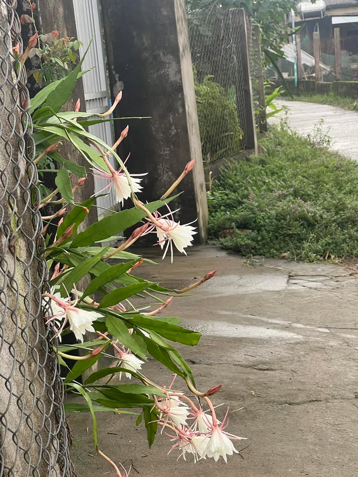 Đất nền phường Nghĩa Dõng 109m² giá 590 triệu - Thương lượng chính chủ!