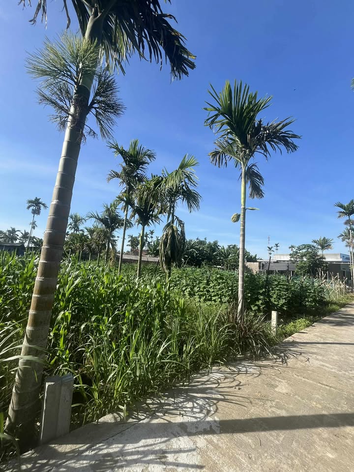 Đất nền Nghĩa Thương, Tư Nghĩa 100m² giá 300 triệu - Sổ hồng chính chủ!