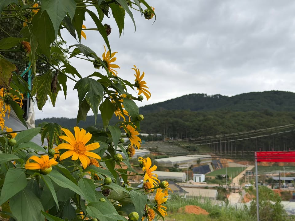 Bán lô đất biệt thự An Sơn - F4 Đà Lạt 320m² - View đồi thông tuyệt đẹp!