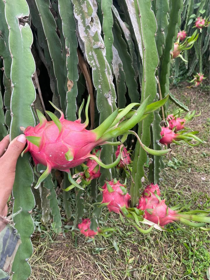 Đất vườn thanh long Ba Bàu, Hàm Thạnh 1440m² giá 960 triệu - Cơ hội đầu tư hấp dẫn!