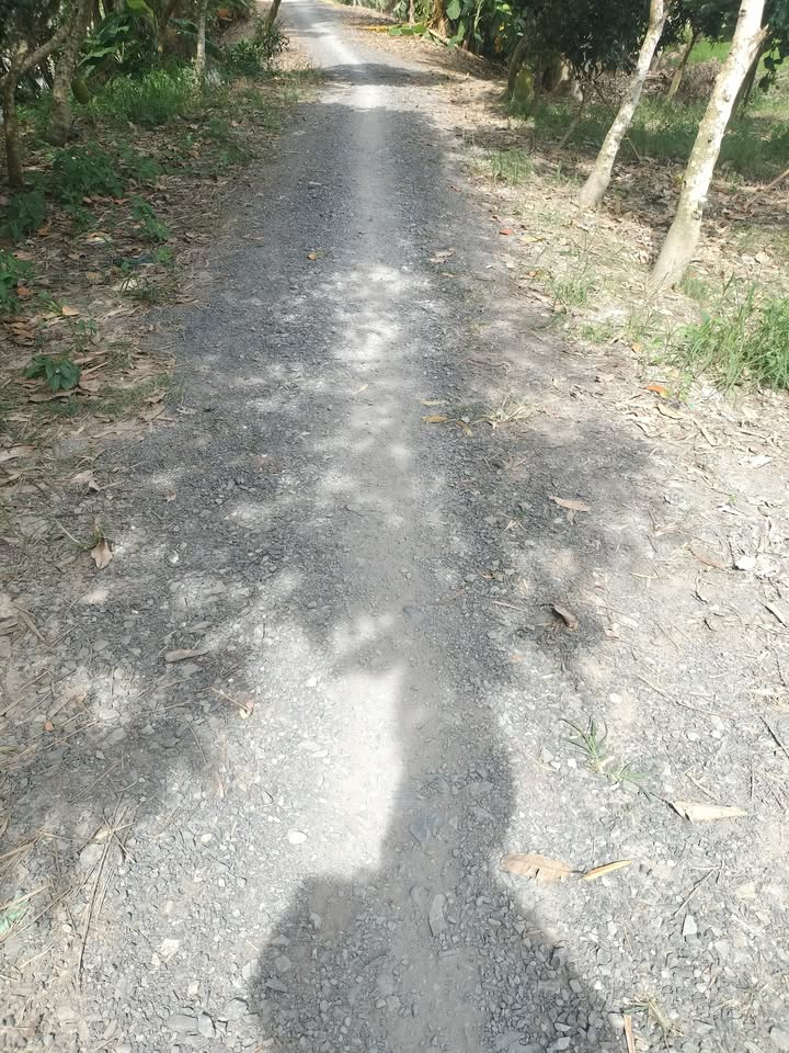 Cho thuê farm 30 công trồng sầu riêng tại xã Thanh Mỹ, Đồng Tháp - Giá 5 triệu/công/năm