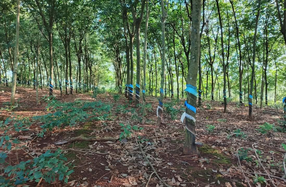 Đất Farm Lộc Quang 1.2ha giá 1.7 tỷ - Cơ hội đầu tư hấp dẫn!