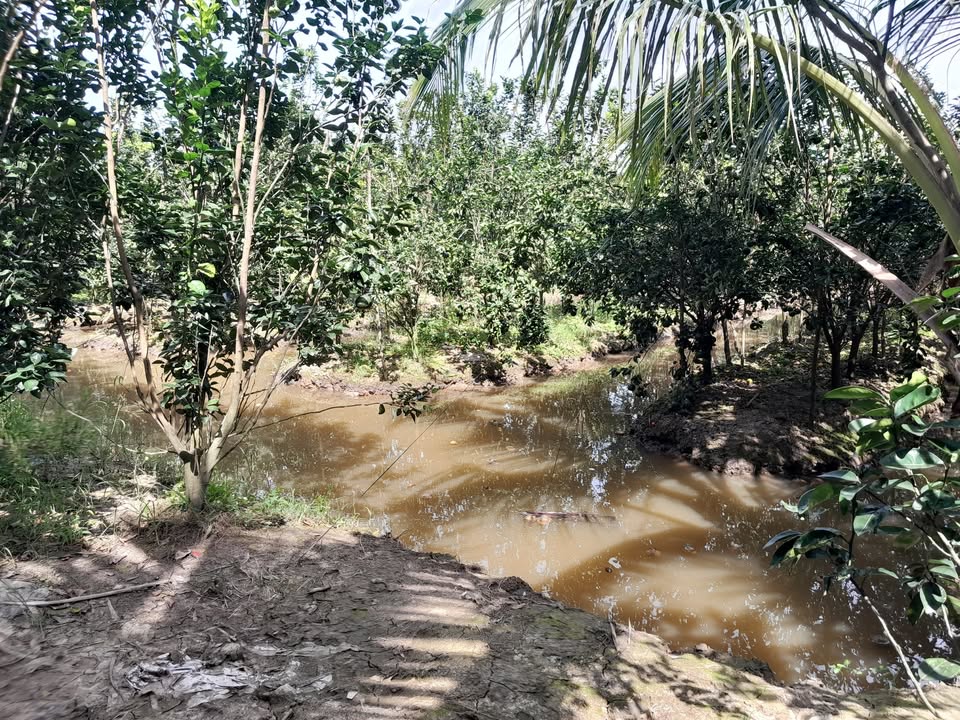 Đất vườn 8000m² tại An Trường, Càng Long - Giá chỉ 1.6 tỷ VND