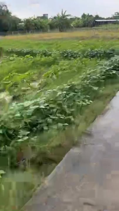 Đất nền xã Tân Hoà, Đồng Tháp 175m² chỉ 300 triệu - Sổ đỏ trao tay!