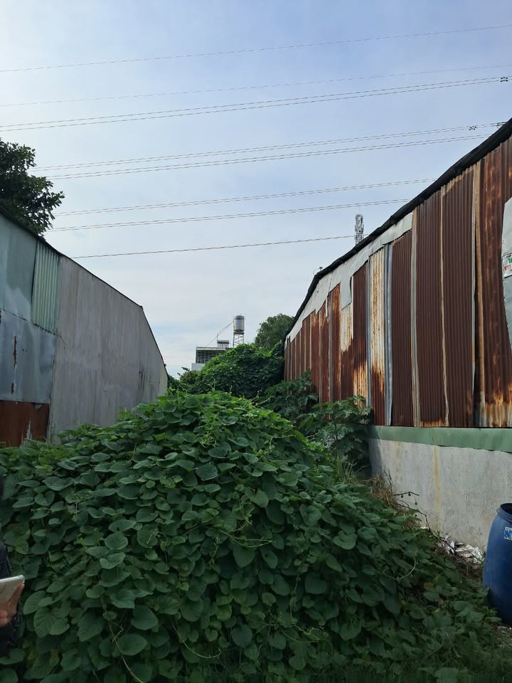 Đất vườn dừa Phước Tân 150m² giá 1.25 tỷ - Đầu tư sinh lời ngay!