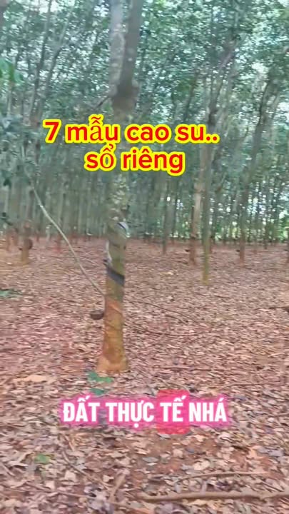 Cần bán farm 7 mẫu tại Túc Trưng, Định Quán - Đất cao su đẹp, giá hợp lý!